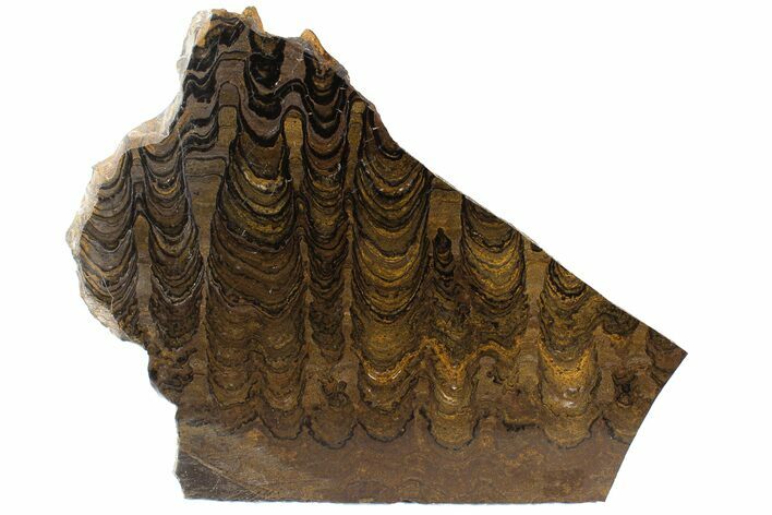 Stromatolite (Greysonia) From Bolivia #77885
